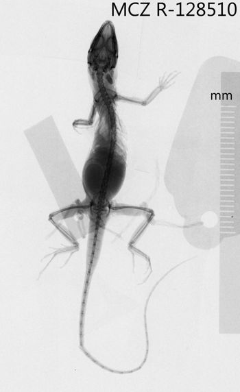 Media type: image;   Herpetology R-128510 Aspect: dorsoventral x-ray
